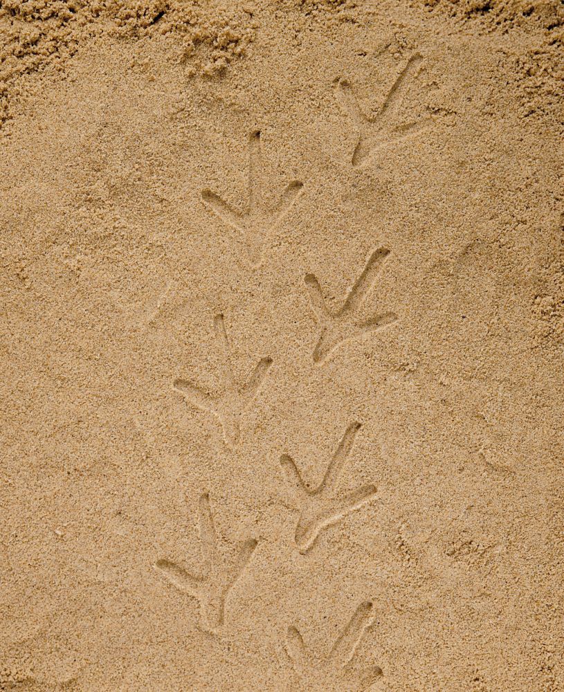 Empreintes animaux de la Forêt - A la découverte Lot de 8 pierres Yellow Door