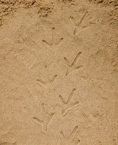 Empreintes animaux de la Forêt - A la découverte Lot de 8 pierres Yellow Door