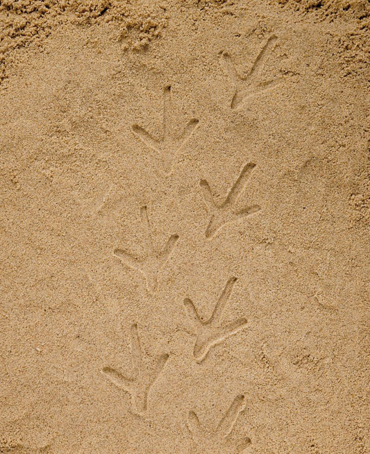 Empreintes animaux de la Forêt - A la découverte Lot de 8 pierres Yellow Door