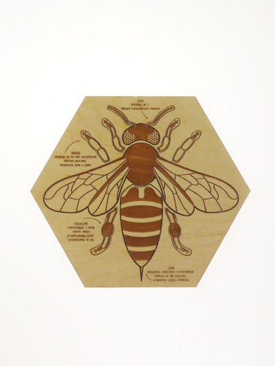Puzzle en bois Anatomie de l'abeille Stuka Puka