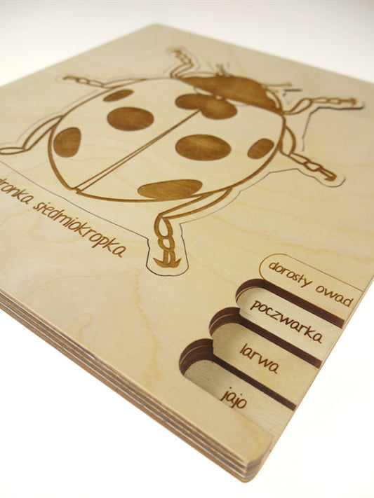 Puzzle multicouches le Cycle de vie de la coccinelle Stuka Puka
