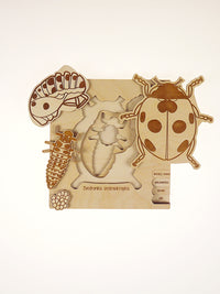 Puzzle multicouches le Cycle de vie de la coccinelle Stuka Puka