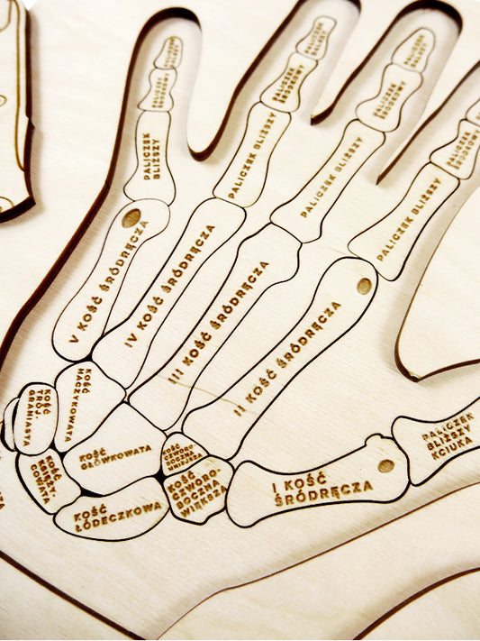 Puzzle Stuka Puka L'anatomie de la main