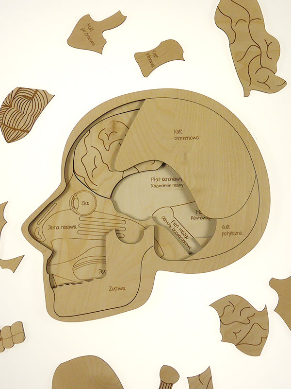 Puzzle Stuka Puka L'anatomie du crâne