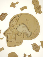 Puzzle Stuka Puka L'anatomie du crâne