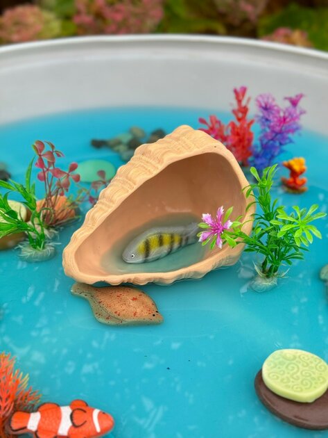 Yellow Door Coquillage pour jeu sensoriel